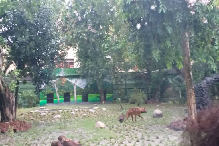 alipore zoo reopen after five months
