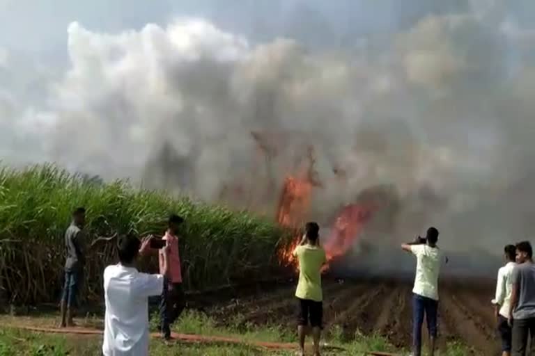 sugarcane crop of 50 acres of land gutted in fire