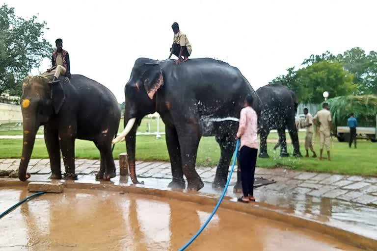 ಗಜಪಡೆ ಮಜ್ಜನ