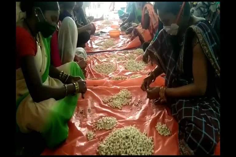 women preparing cashew nuts
