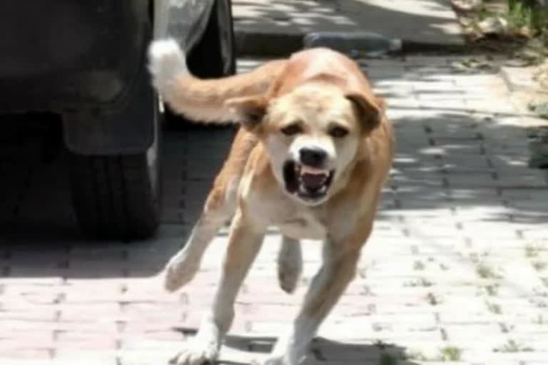 Dog Bites 33 People In Aurangabad