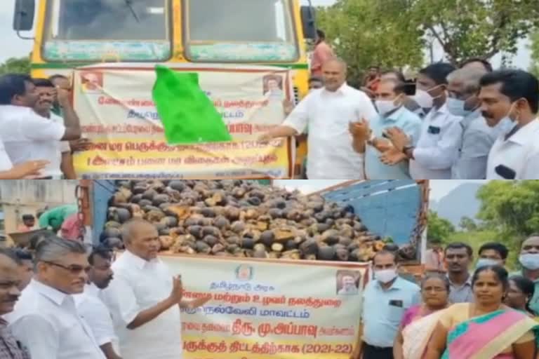 Tamil Nadu Speaker Appavu, Chennai Agriculture Department, 1 lakh palm seeds, ஒரு லட்சம் பனை விதைகள், சபாநாயகர் அப்பாவு, பனை விதைகள், பனை மரம், அப்பாவு