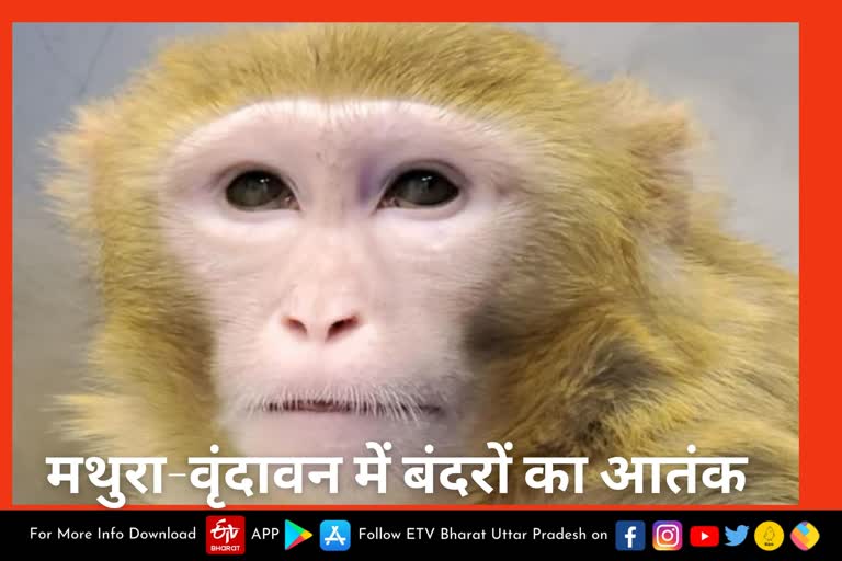 वृंदावन में बंदरों का उत्पात