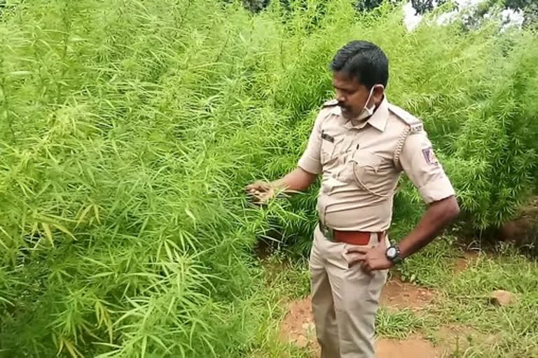 police arrested three person on ganja case in hubli