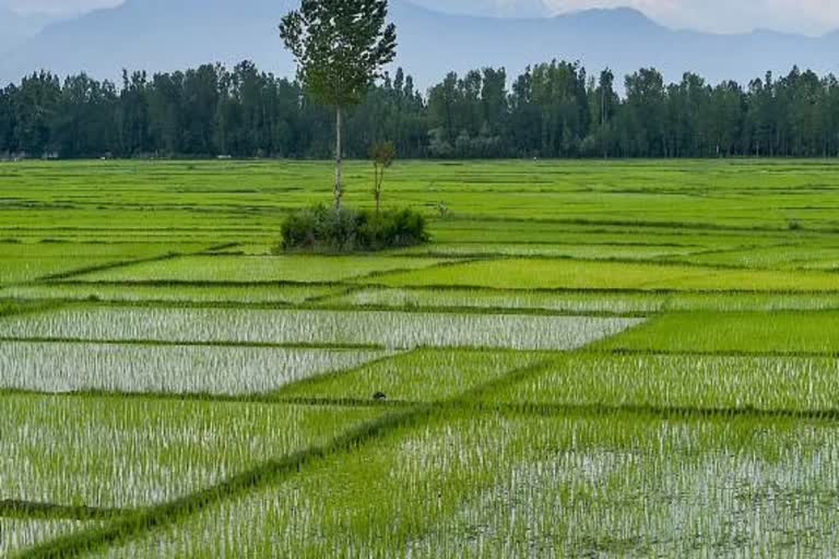 paddy-crop-benefits-by-heavy-rain