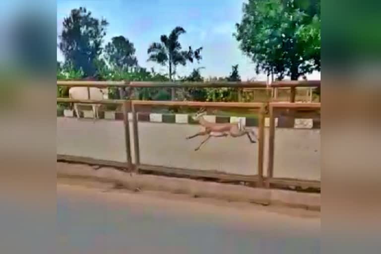 deer-running-video-viral-in-social-media