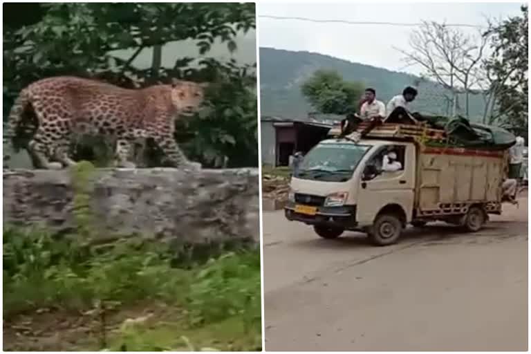 सरिस्का का जंगल, सरिस्का में एलिवेटेड रोड,  वन विभाग, sariska forest,  Elevated Road in Sariska,  Forest department, protection of wildlife