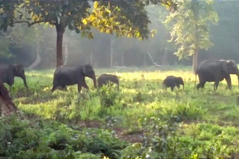 Man Elephant Conflict at Kaliabor