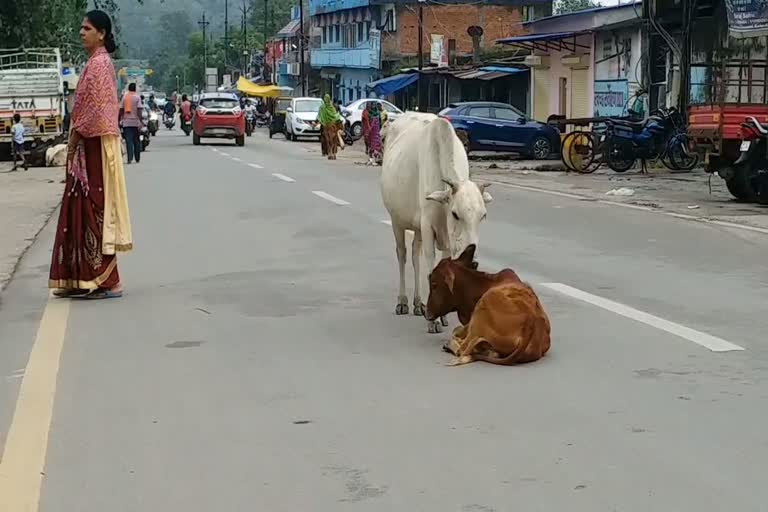 Terror of cattle on the roads in Korba, now auction will be held