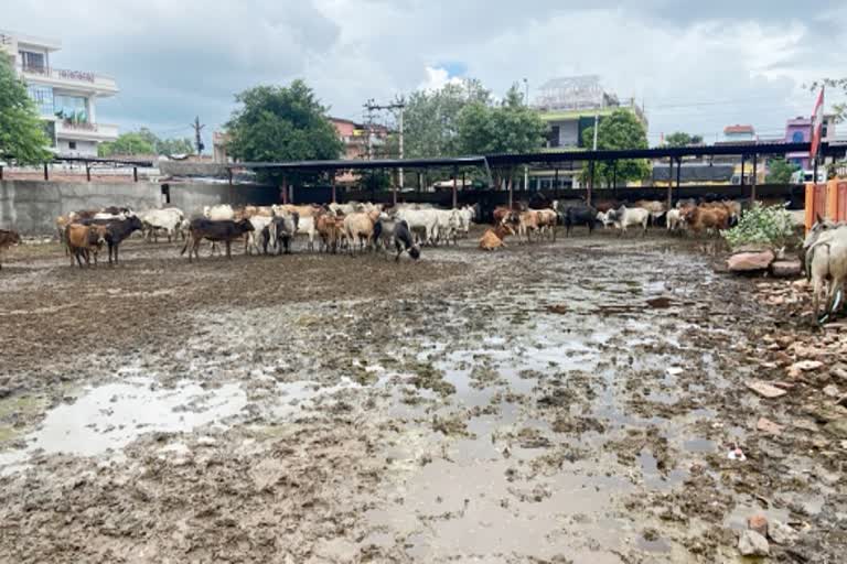 बारां गौशाला में अव्यवस्था, bad condition of baran Gaushala