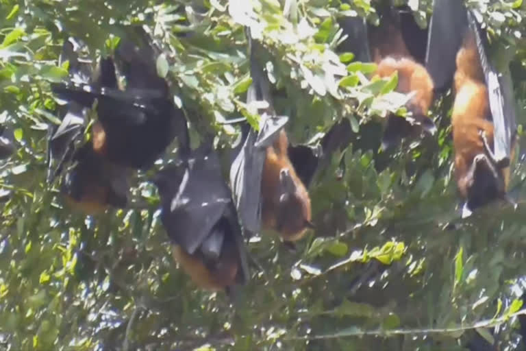 more-bats-came-to-coonoor-area-first-time