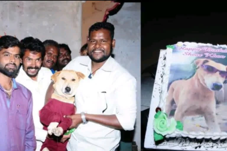 people celebrates street dog birthday in Chikkaballapur
