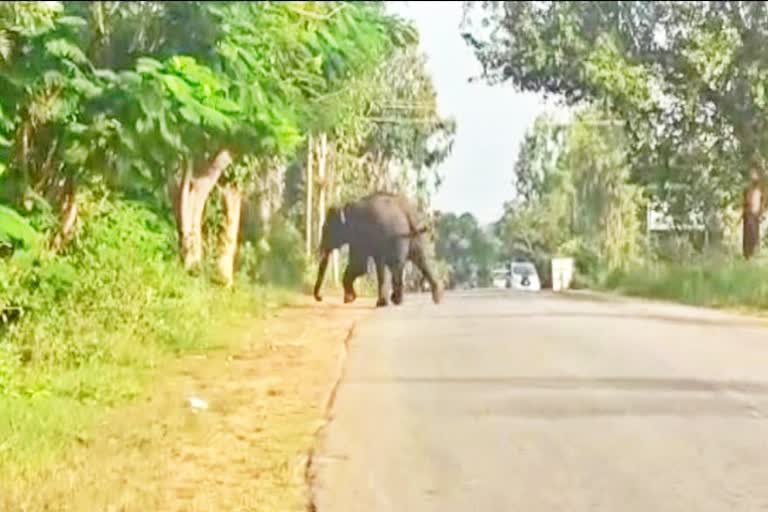 elephant-caught-crossing-road-in-mandya-leads-tension-over-public