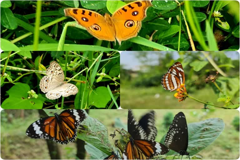 rare species of butterflies