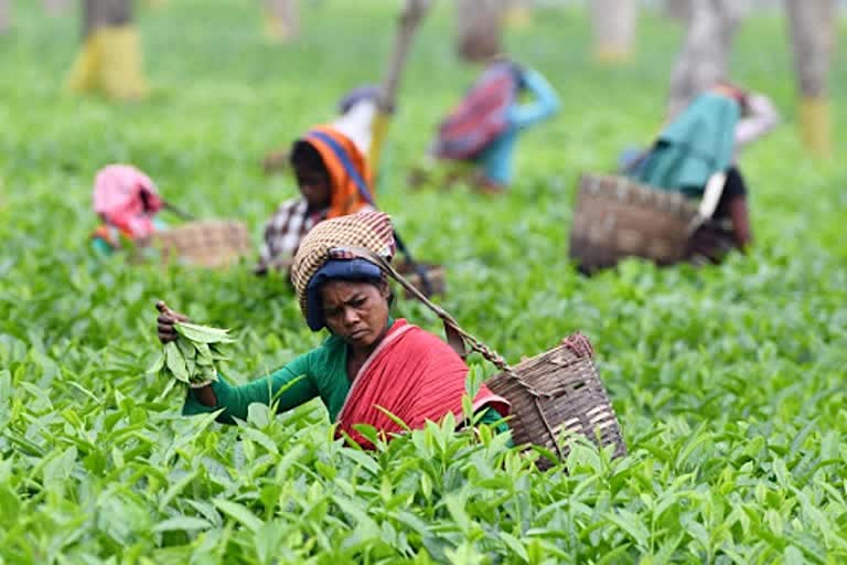 key-factors-behind-crisis-in-assam-tea-industry