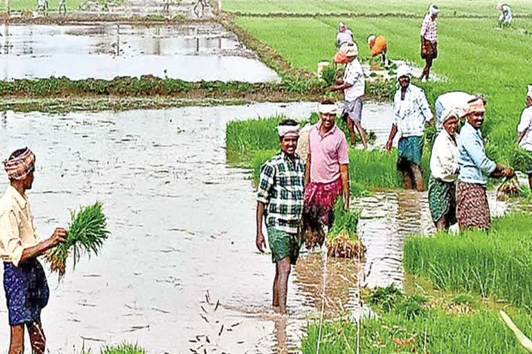 Lease cultivation: కౌలు సాగులో అగ్రస్థానంలో నిలిచిన ఏపీ