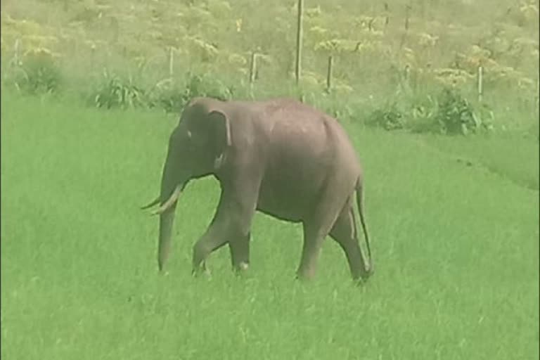 Wild elephant attack in Wayanad  elephant attack  Wayanad elephant attack news  വയനാട്ടിൽ കാട്ടാന ആക്രമണം  കാട്ടാന ആക്രമണം  വയനാട്ടിൽ കാട്ടാന ആക്രമണം വാർത്ത  ഒരാൾക്ക് പരിക്ക്