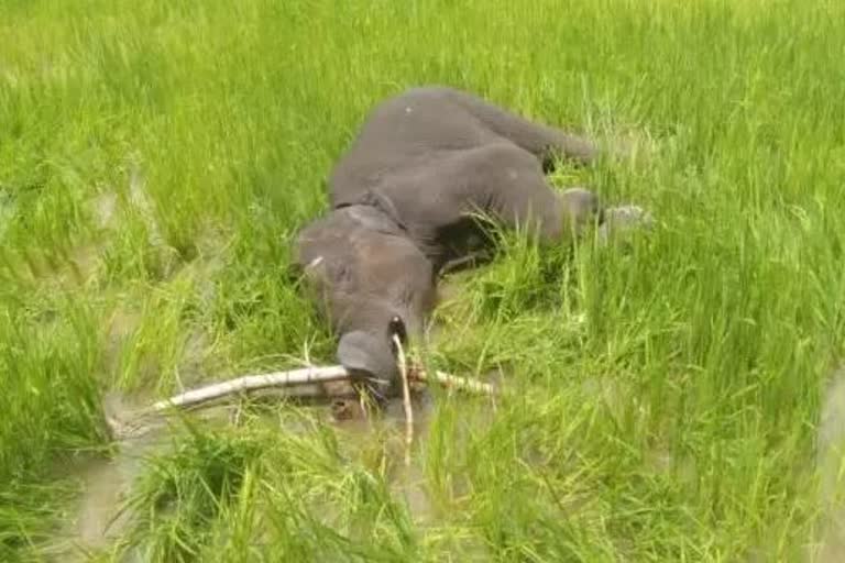 elephant death