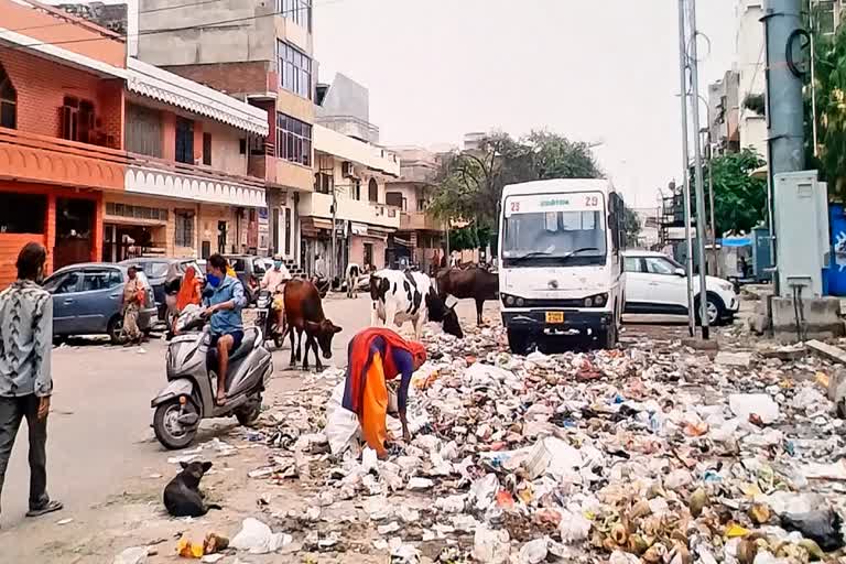 jaipur nagar nigam,  Jaipur news