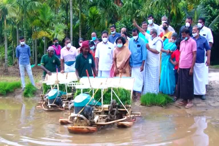 Keeramparak  farming festival  Keeramparak  കീരംപാറ  ഞാറ് നടീൽ ഉത്സവം  കീരംപാറ കൃഷിഭവന്‍  ജീവനി ഫാർമേഴ്സ് ഗ്രൂപ്പ്