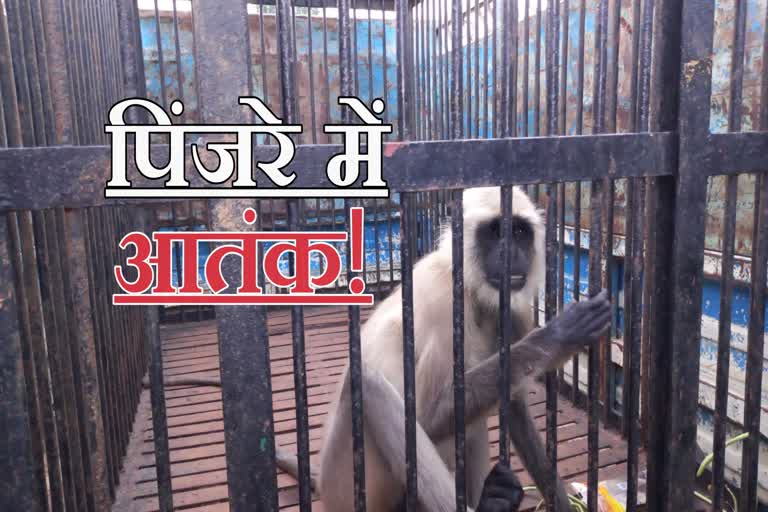 forest-department-caught-baboon-in-ranchi