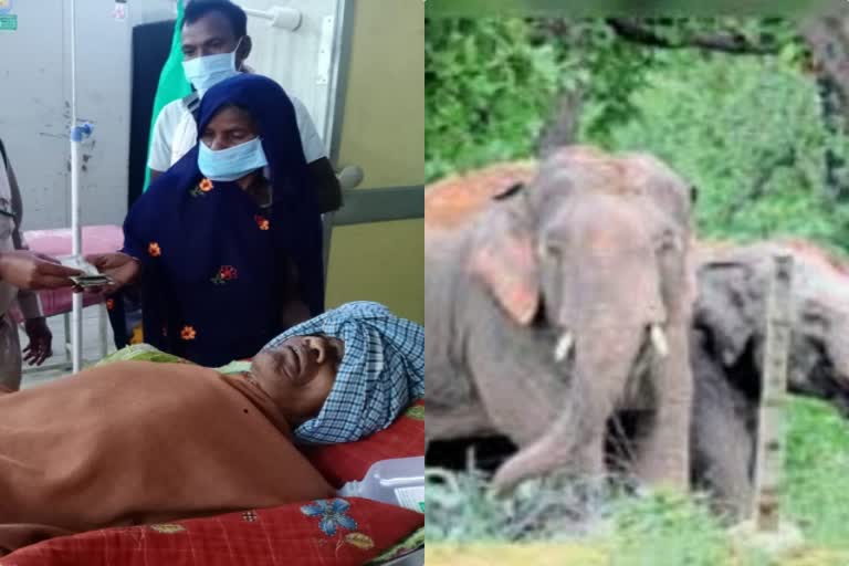 injured in elephant attack