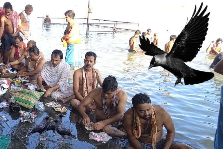 Crow in Pitru Paksha