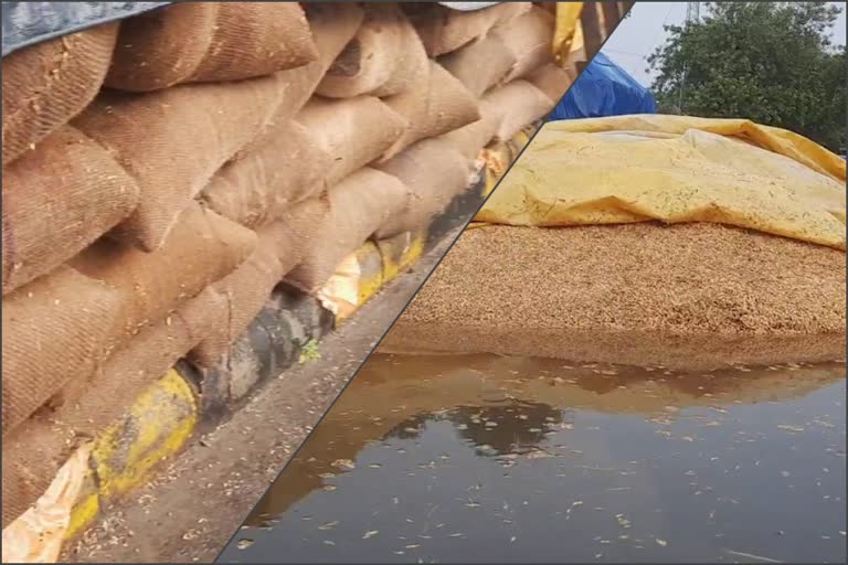 farmers-crops-ruin-due-to-water-logging-in-grain-market
