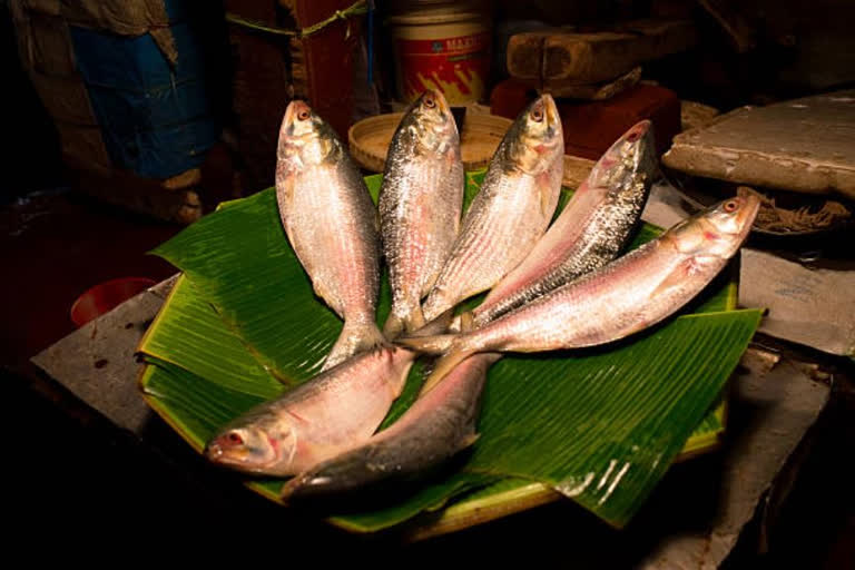Bangladesh govt to export 2080 MT Hilsa fish to India