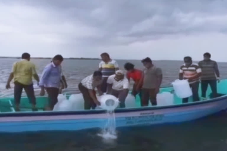 shrimp-chicks-left-at-sea-in-ramanadhapuram