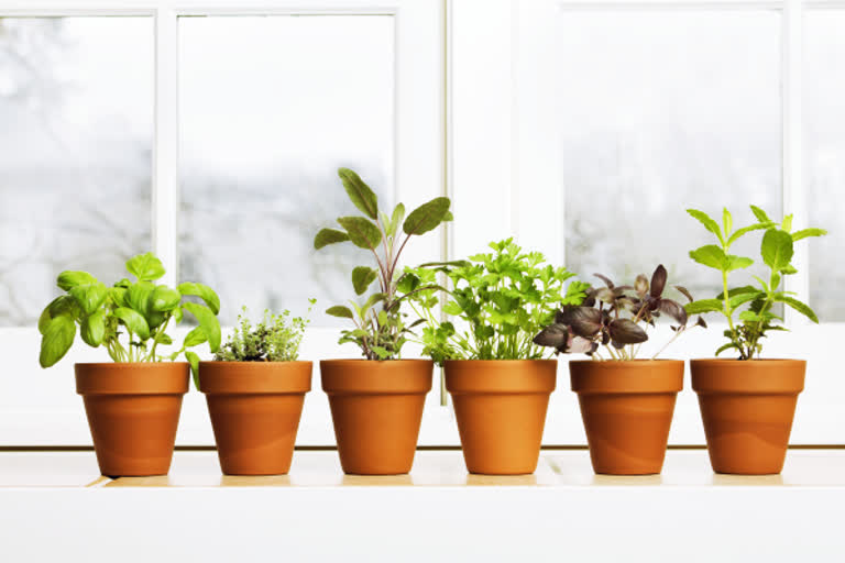 7-herbs-that-you-can-easily-grow-at-home