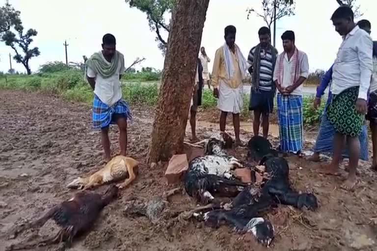 Thunderbolt kills 10 sheeps in gadag