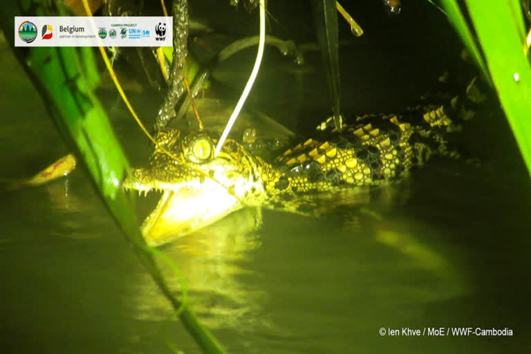 Siamese crocodile