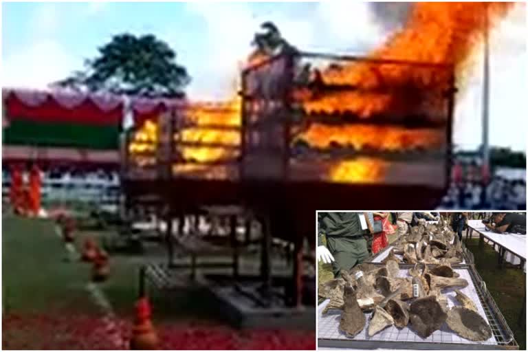rhino horns set to burnt in Assam