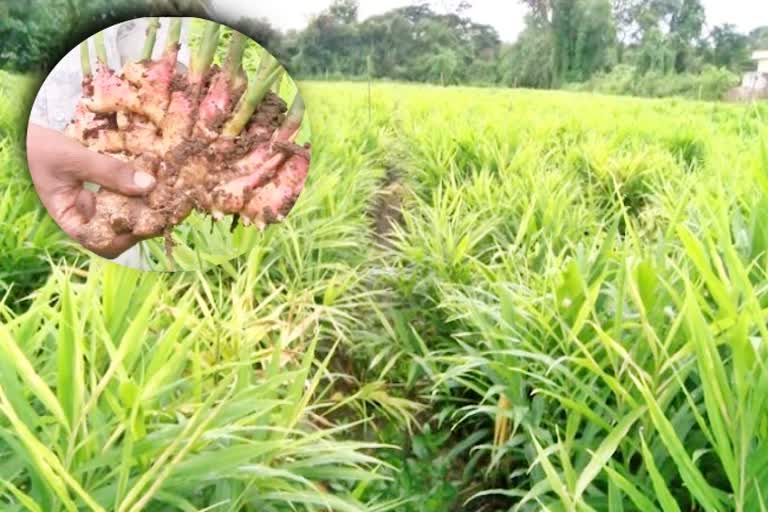 ginger-market-dropped-leads-tension-over-farmers