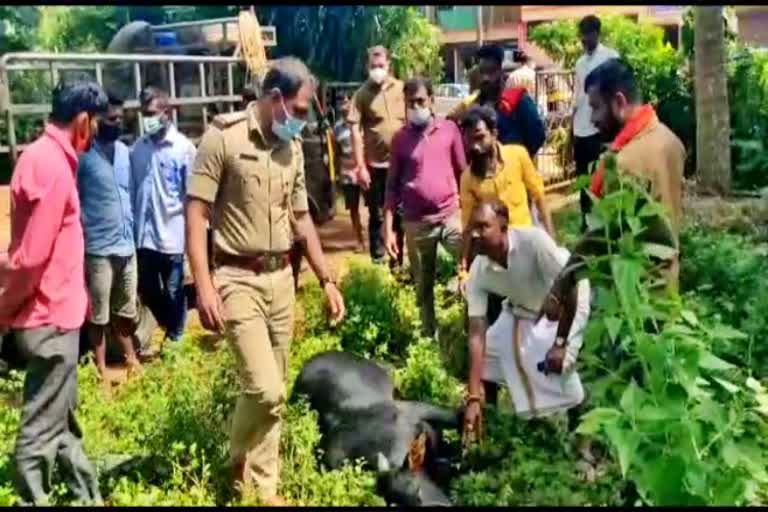 si-jamburaj-mahajan-cattle-rescued-in-subramanya