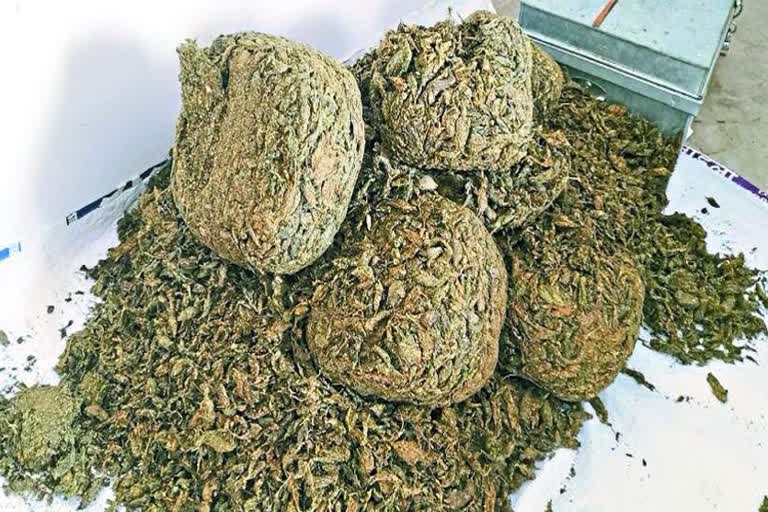 500 kg of ganja in Bharatpur, Bharatpur News