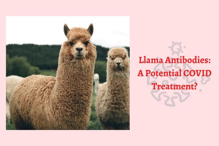 llama antibodies, COVID-19, coronavirus, covid pandemic, covid treatment, llama antibodies, can covid be treated, how is covid treated, how to prevent covid, what causes covid, causes of covid, can Antibodies From Llamas treat covid