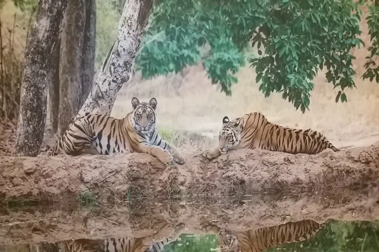 वन विभाग, बाघों का मेंटल स्ट्रेस,  बाघों का डीएनए सैंपल, टाइगर रिजर्व, Forest department, tiger mental stress , tiger dna sample, tiger reserve