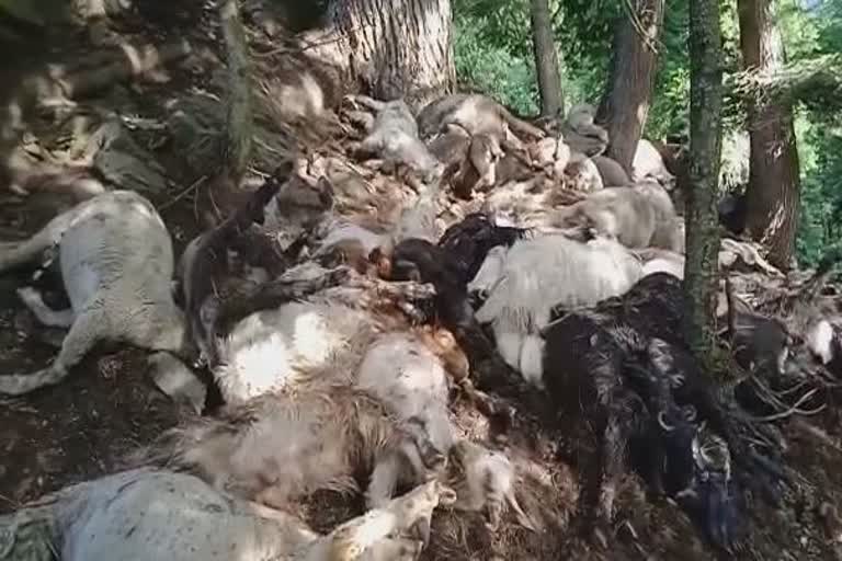 گاندربل:آسمانی بجلی گرنے سے سیکڑوں بھیڑ بکریاں ہلاک