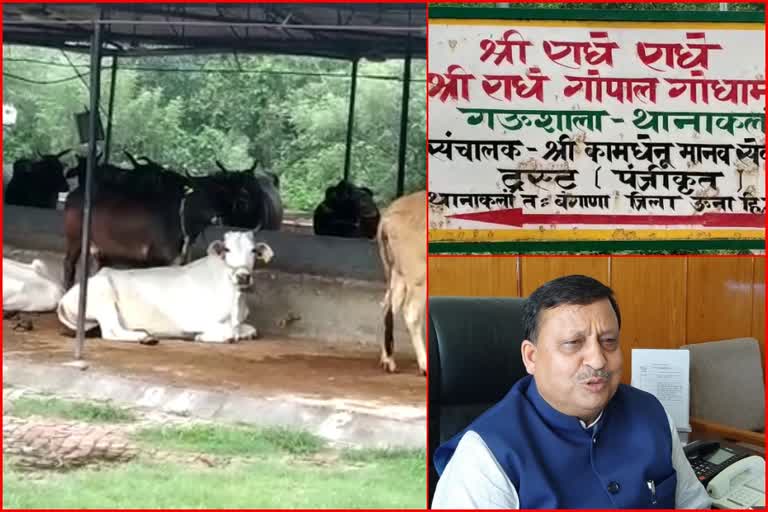 cabinet minister Virendra Singh Kanwar has been running a cowshed in Una for eighteen year