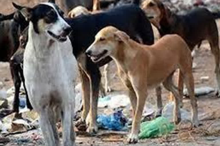 More than a dozen stray dogs poisoned to death