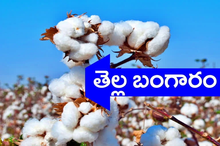 COTTON RECORD PRICE