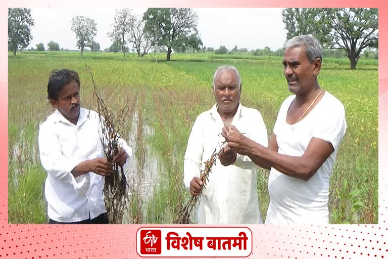 शेतात साचले गुडघाभर पाणी, सोयाबीनसह इतर पीकंही गेली वायाला; शेतकरी संकटात