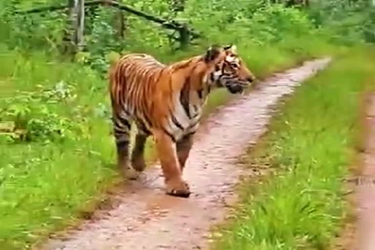male-mahadeshwara-wildlife-sanctuary-to-be-tiger-reserve-soon