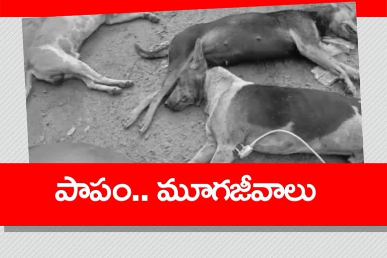 More than a dozen stray dogs poisoned to death