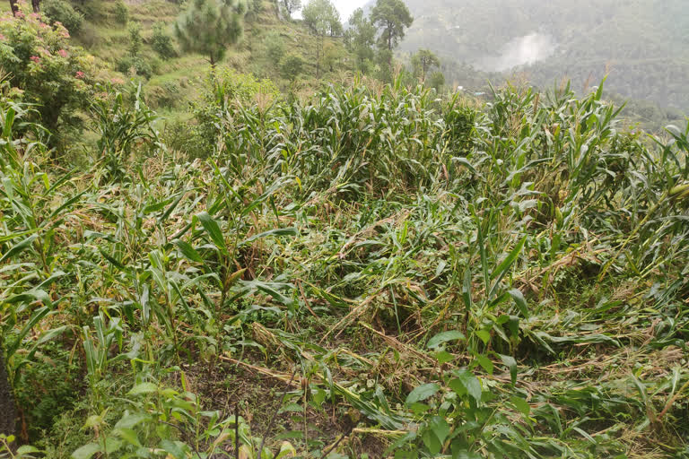 Damage to pulses and maize crops in Karsog due to rain