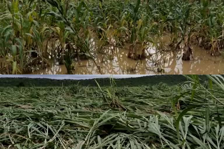 damage of sugarcane crop due to rain