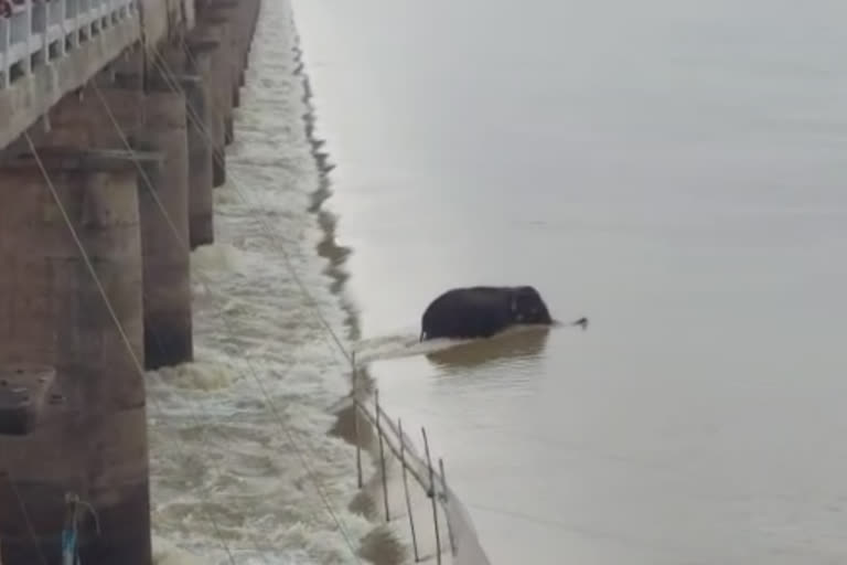 Elephants get stuck in Mahanadi river, rescue operation underway