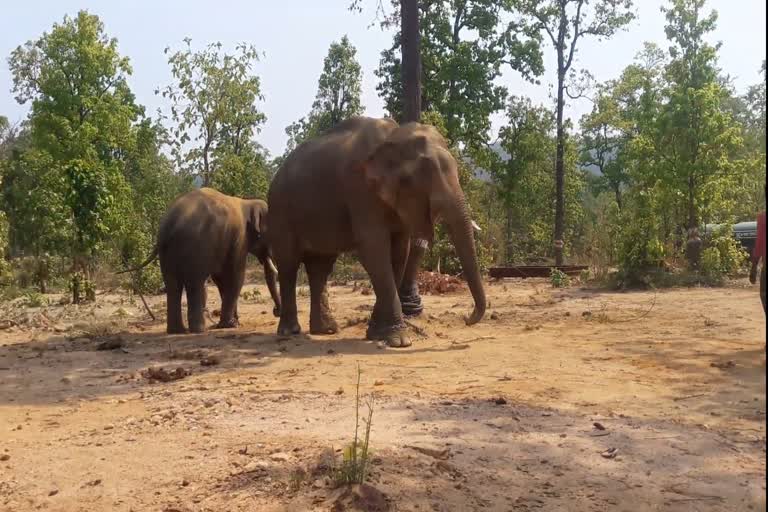 Elephants in Tamor Pingla Sanctuary